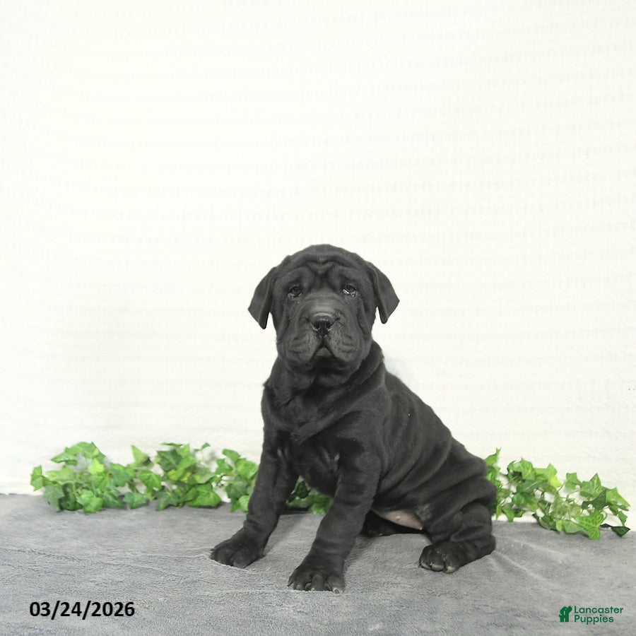 Mini Hippo dogs Lilly - Ad 1