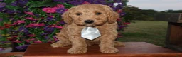 Mini Goldendoodle dogs for sale: Sweet Harper - Ad 6