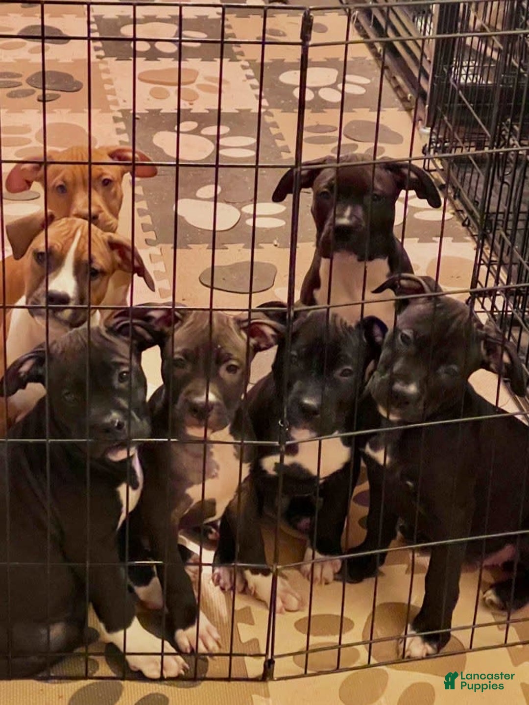 Gallery Image {{count}}