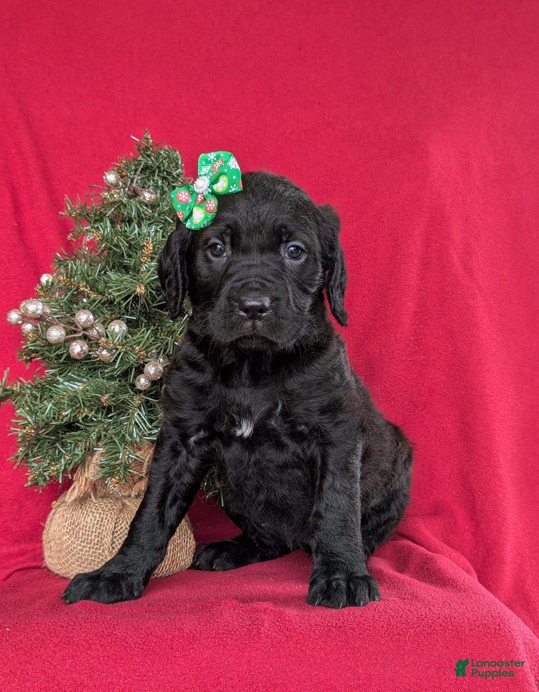 Mixed Breed dogs for sale: Audrey - Ad 2