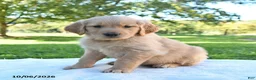 Golden Retriever dogs for sale: Arlo - Ad 3