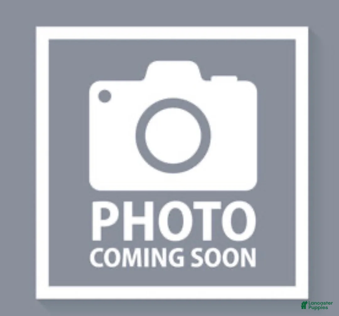 Rottweiler dogs for sale: Bella - Ad 1