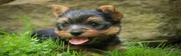 Yorkshire Terrier dogs for sale: Damon Yorkshire Terrier  - Ad 3