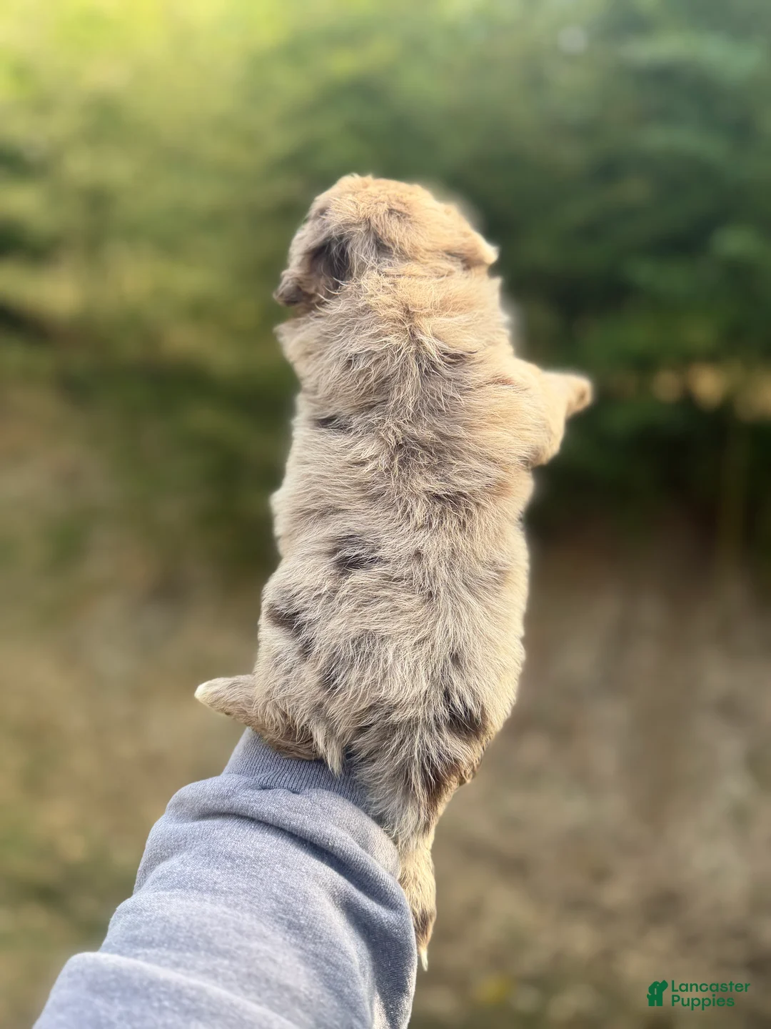 Pomapoo dogs for sale: Pomapoo Puppy 3 - Ad 4