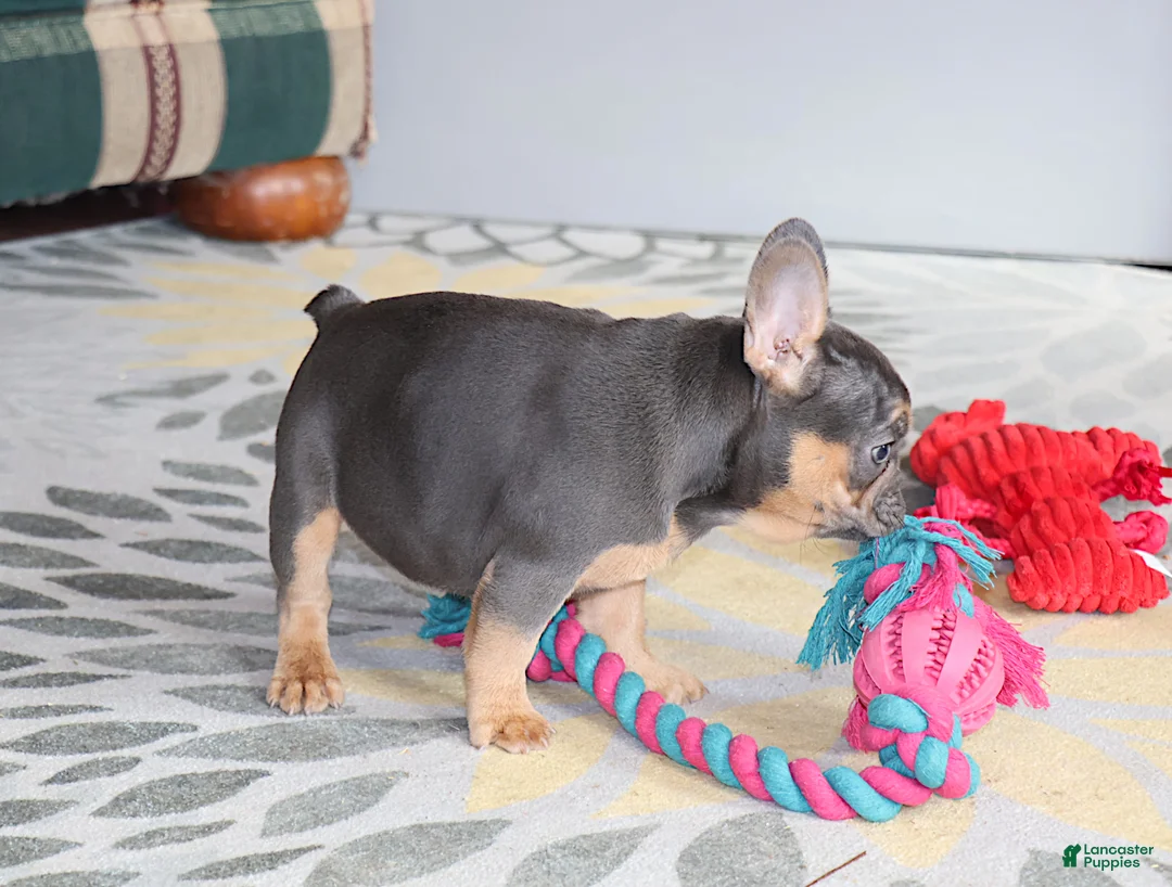 French Bulldog dogs for sale: French Bulldog Puppy 1 - Ad 2