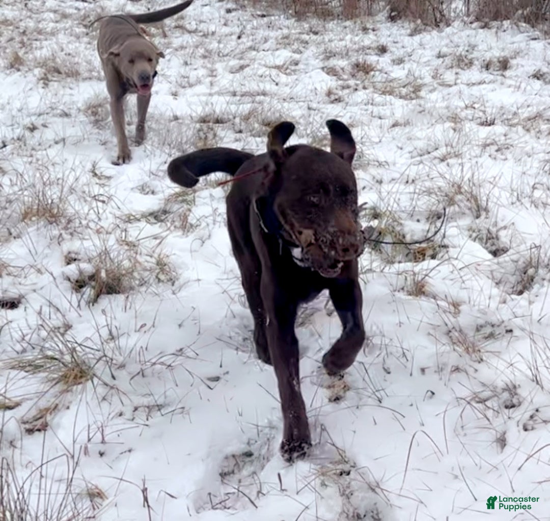 Labrador Retriever dogs for sale: Labrador Retriever  - Ad 6