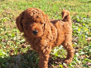 Mini Goldendoodle dogs - Ad 20