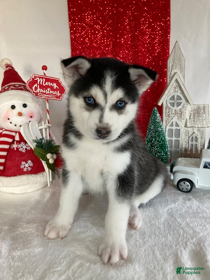 Pomsky dogs Mike - Ad 21