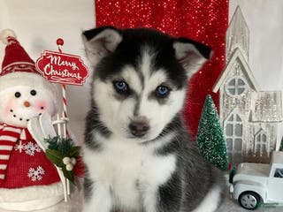 Pomsky dogs Mike - Ad 34