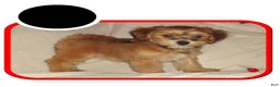 Maltipoo dogs for sale: Osiris---Maltipoo, in home raised, non-shedding - Ad 12