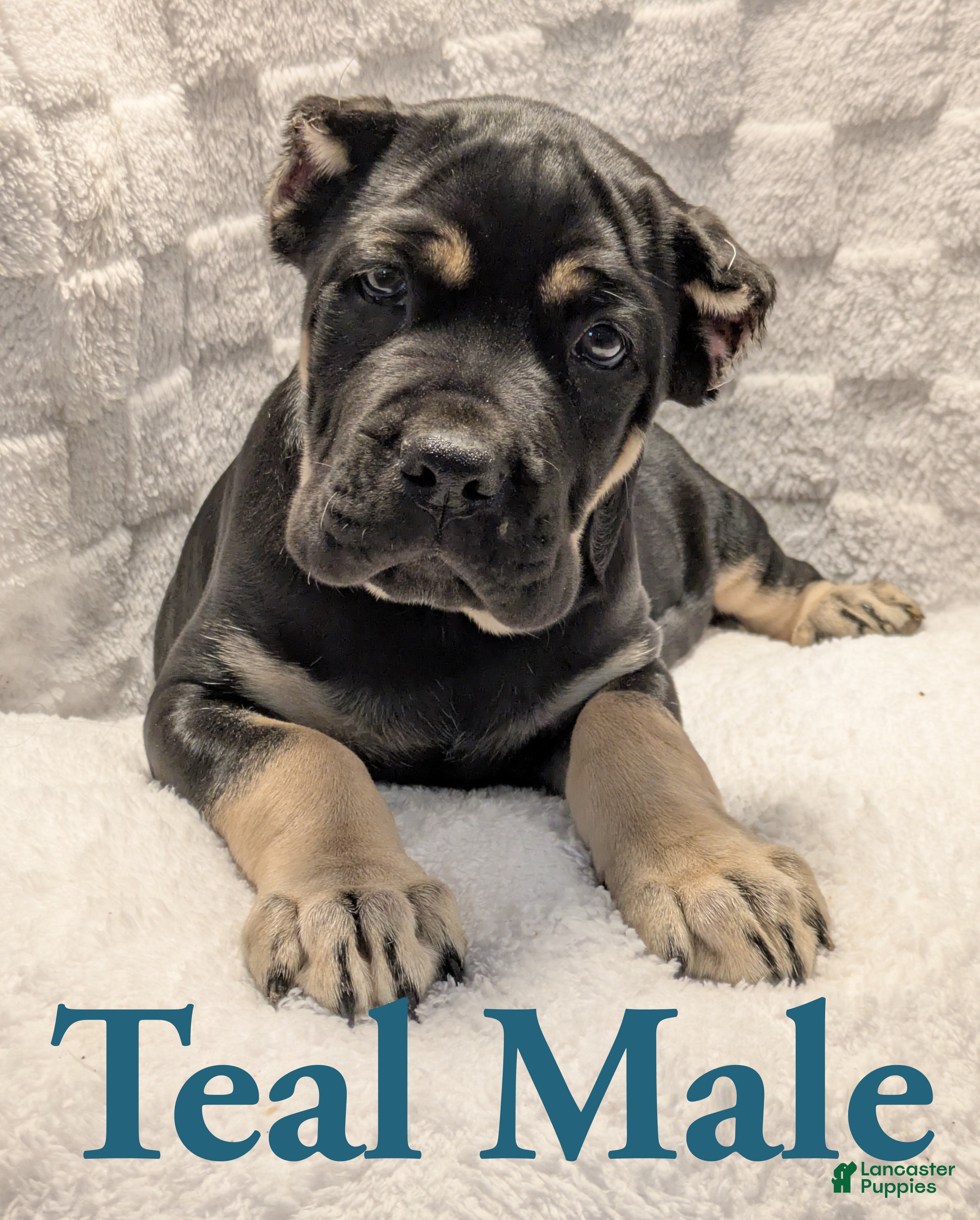 Cane Corso dogs Teal  - Ad 26