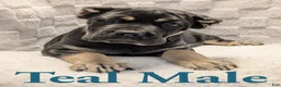 Cane Corso dogs for sale: Teal  - Ad 1