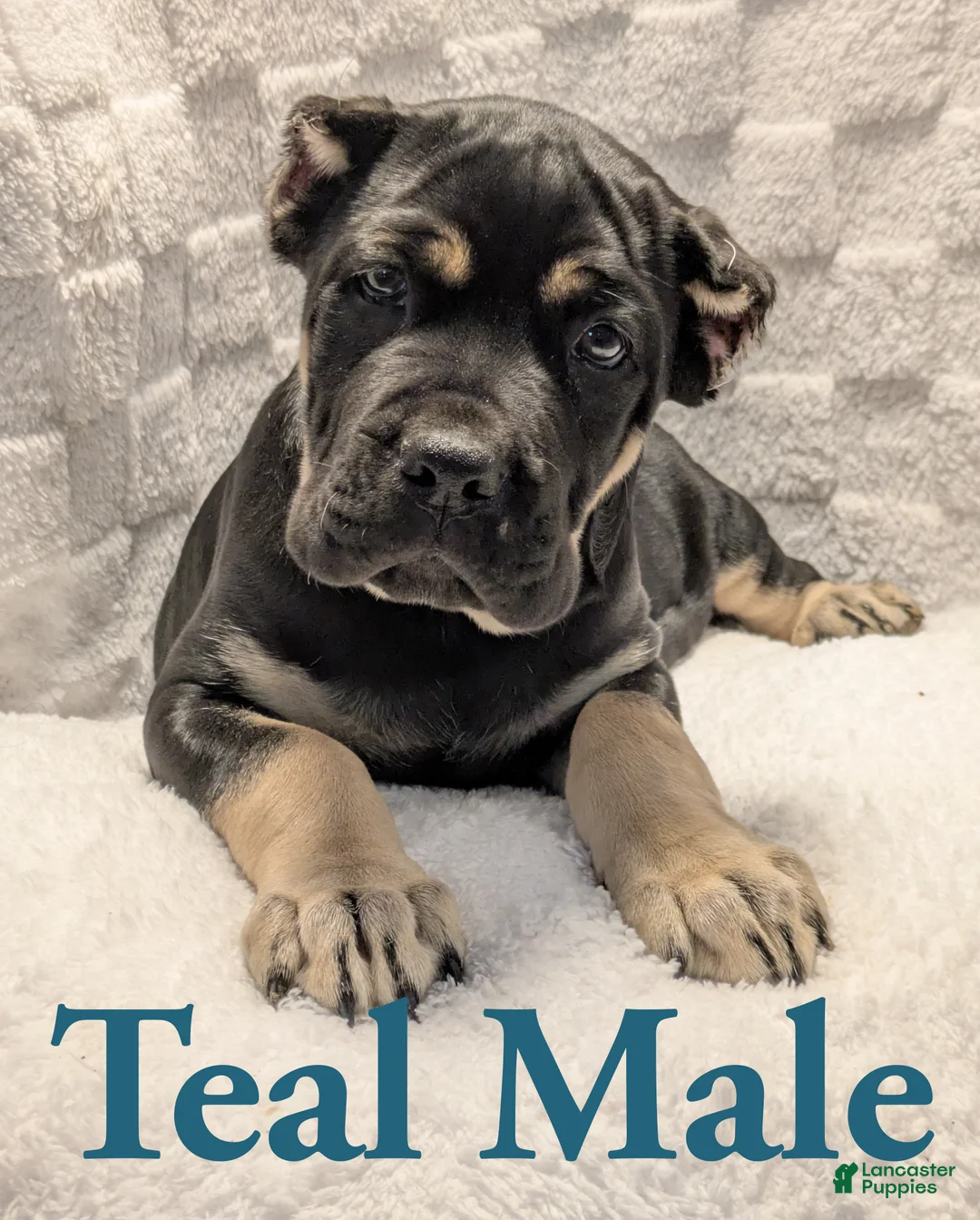 Cane Corso dogs for sale: Teal  - Ad 1