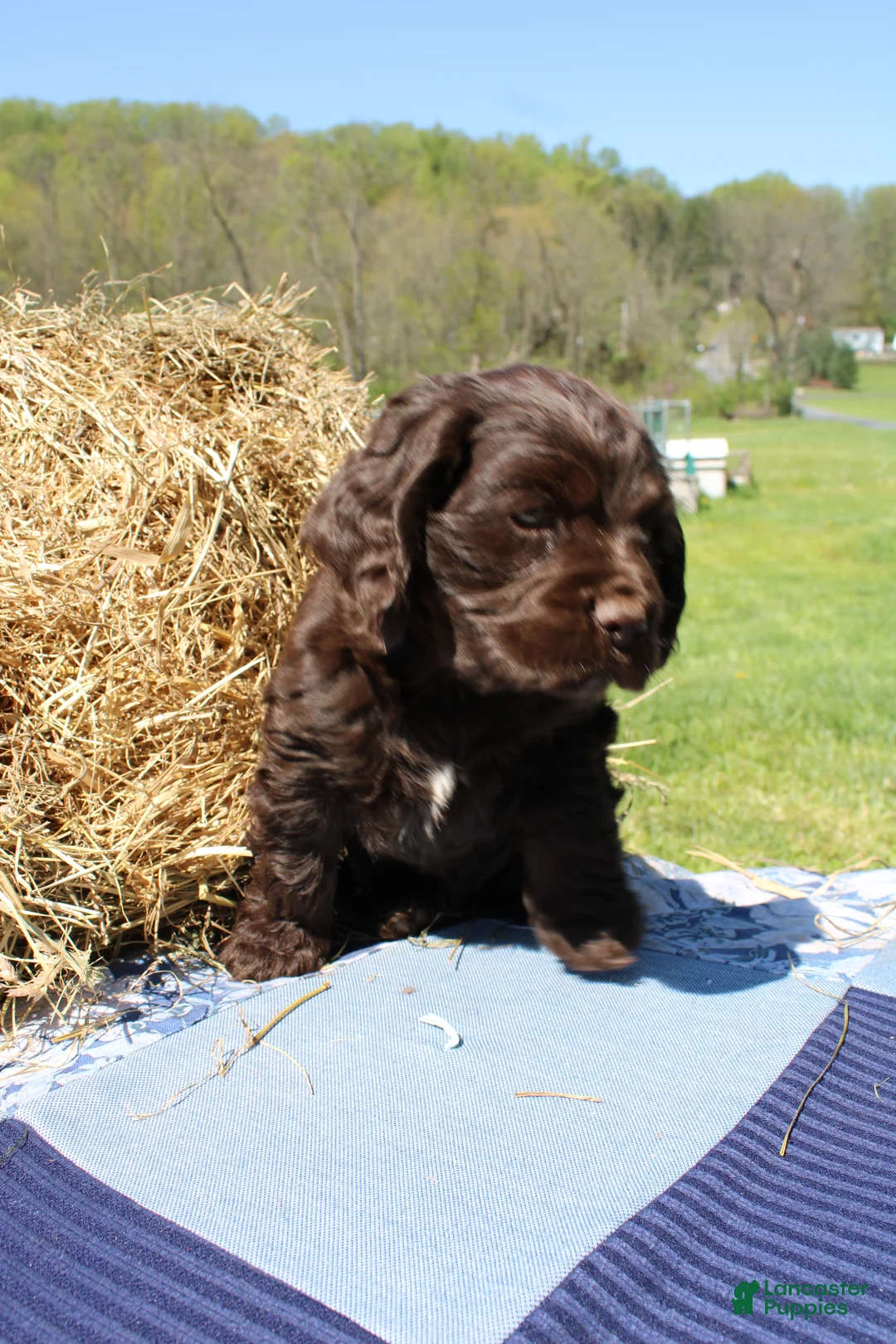 Cocker Spaniel dogs for sale: Rusty - Ad 1
