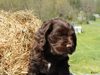 Cocker Spaniel dogs for sale: Rusty - Ad 1