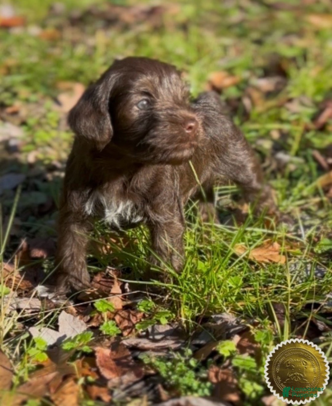 Miniature Schnauzer dogs for sale: Miniature Schnauzer Puppy 1 - Ad 10