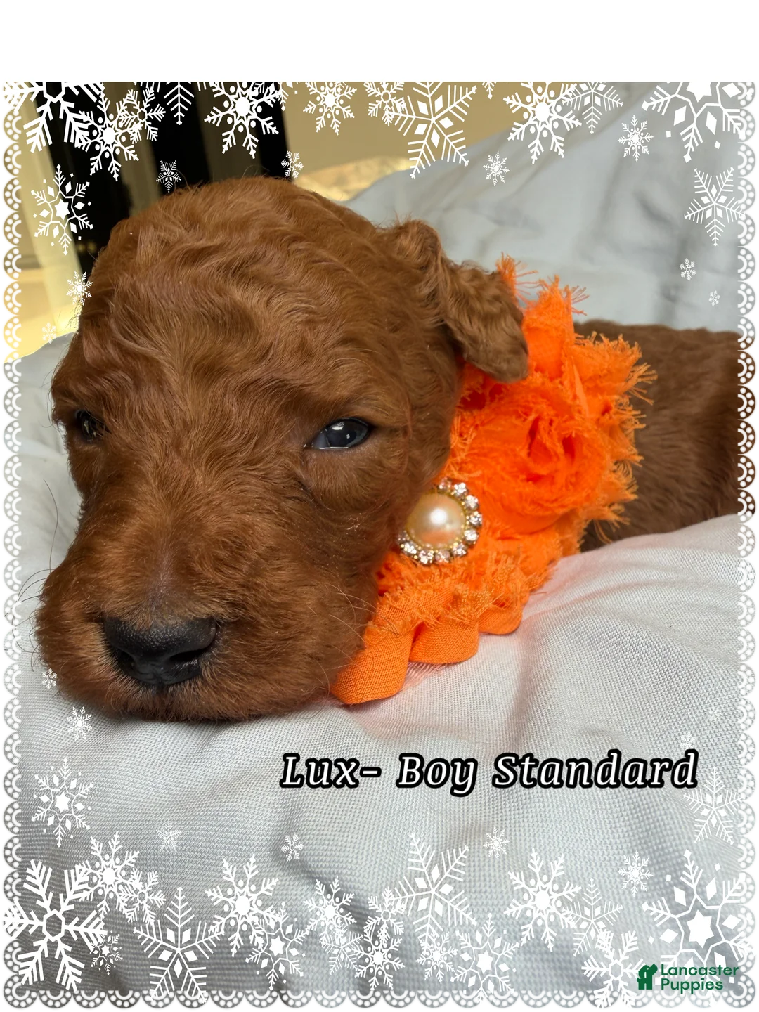 Standard Poodle dogs for sale: Lux  - Ad 1