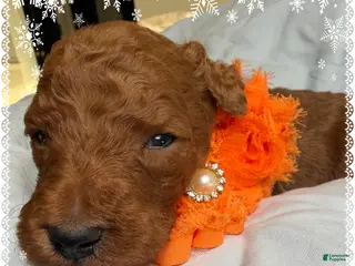 Standard Poodle dogs Lux - Ad 1