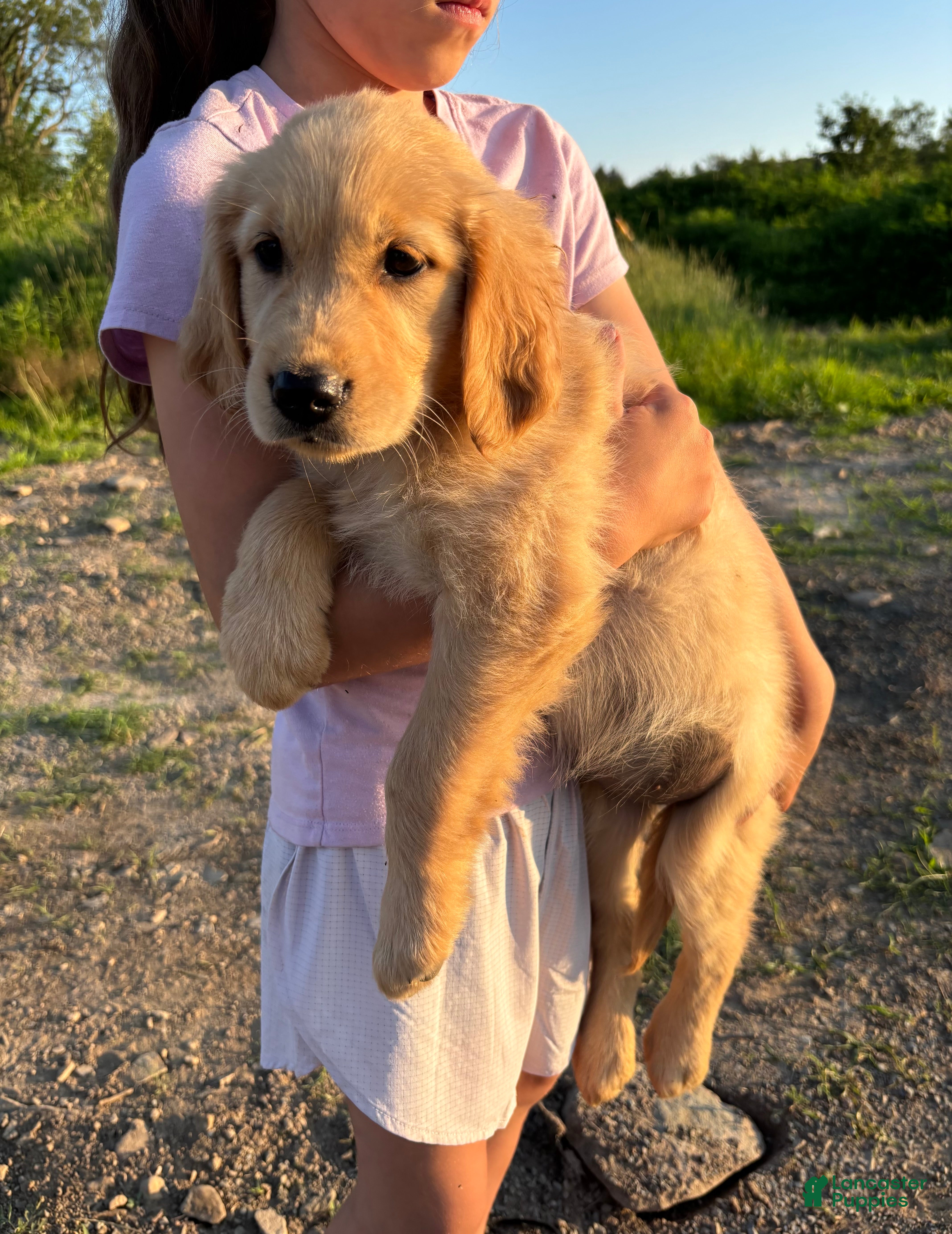 Golden Retriever dogs Bea - Ad 1