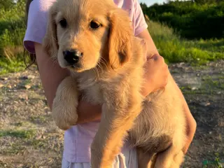 Golden Retriever dogs Bea - Ad 42