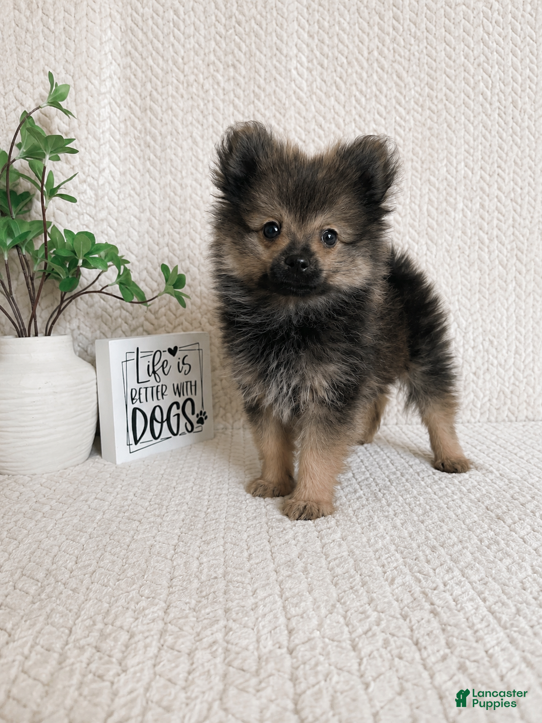 Pomeranian dogs Bear - Ad 13