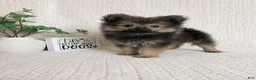 Pomeranian dogs for sale: Bear - Ad 1