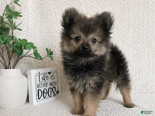 Pomeranian dogs Bear - Ad 13