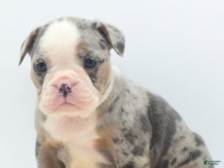 Mixed Breed dogs Aqua blue koi - Ad 41