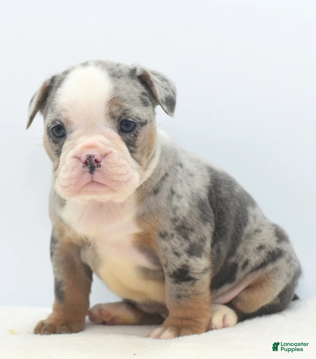 Mixed Breed dogs for sale: Aqua blue koi  - Ad 2