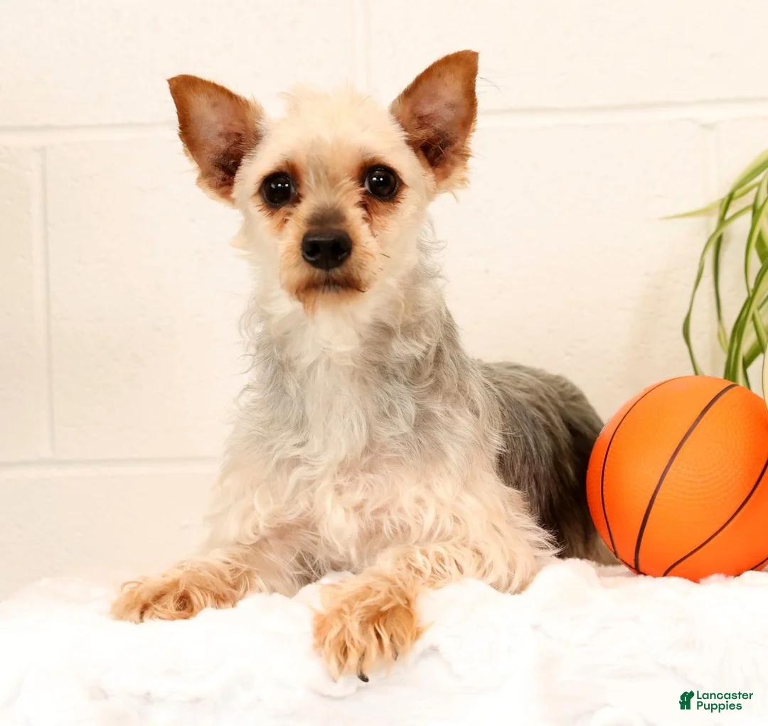 Yorkshire Terrier dogs for sale: Bowie - Ad 19