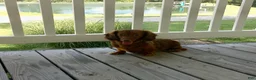 Miniature Dachshund dogs for sale: Felix - Ad 9
