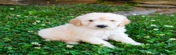 Mini Goldendoodle dogs for sale: Kevin - Ad 5