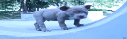 American Bully dogs for sale: Haze - Ad 16