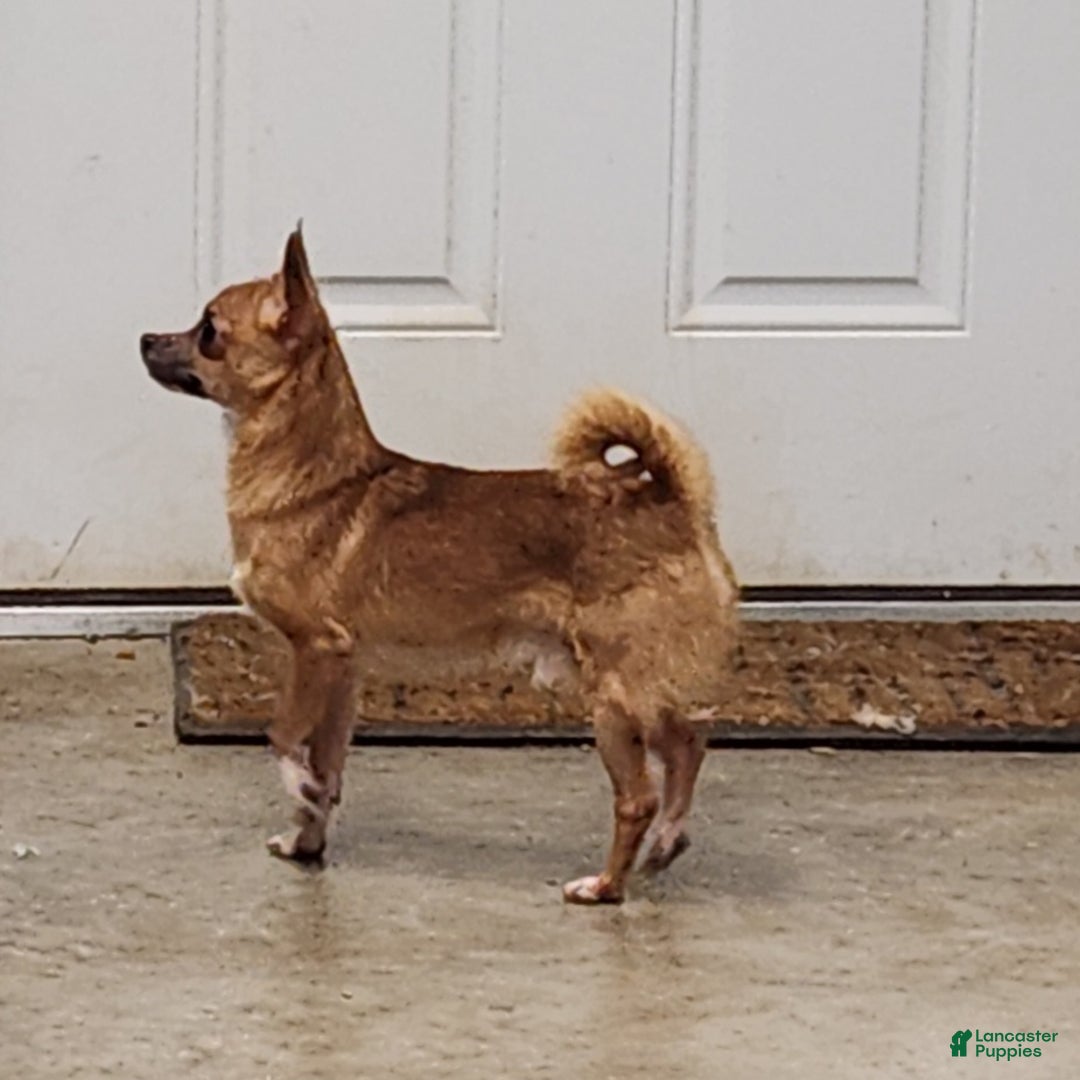 Chihuahua dogs for sale: Flint - Ad 6