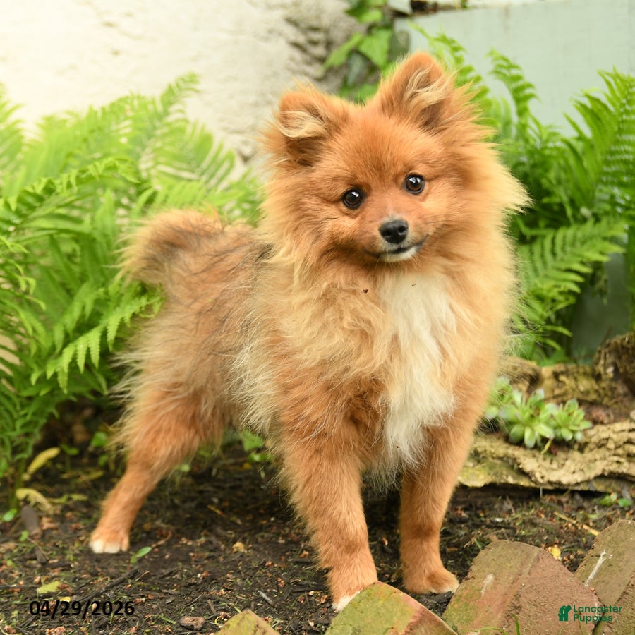 Pomeranian dogs for sale: Rascal - Ad 3