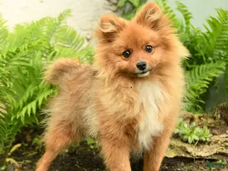 Pomeranian dogs for sale: Rascal - Ad 3