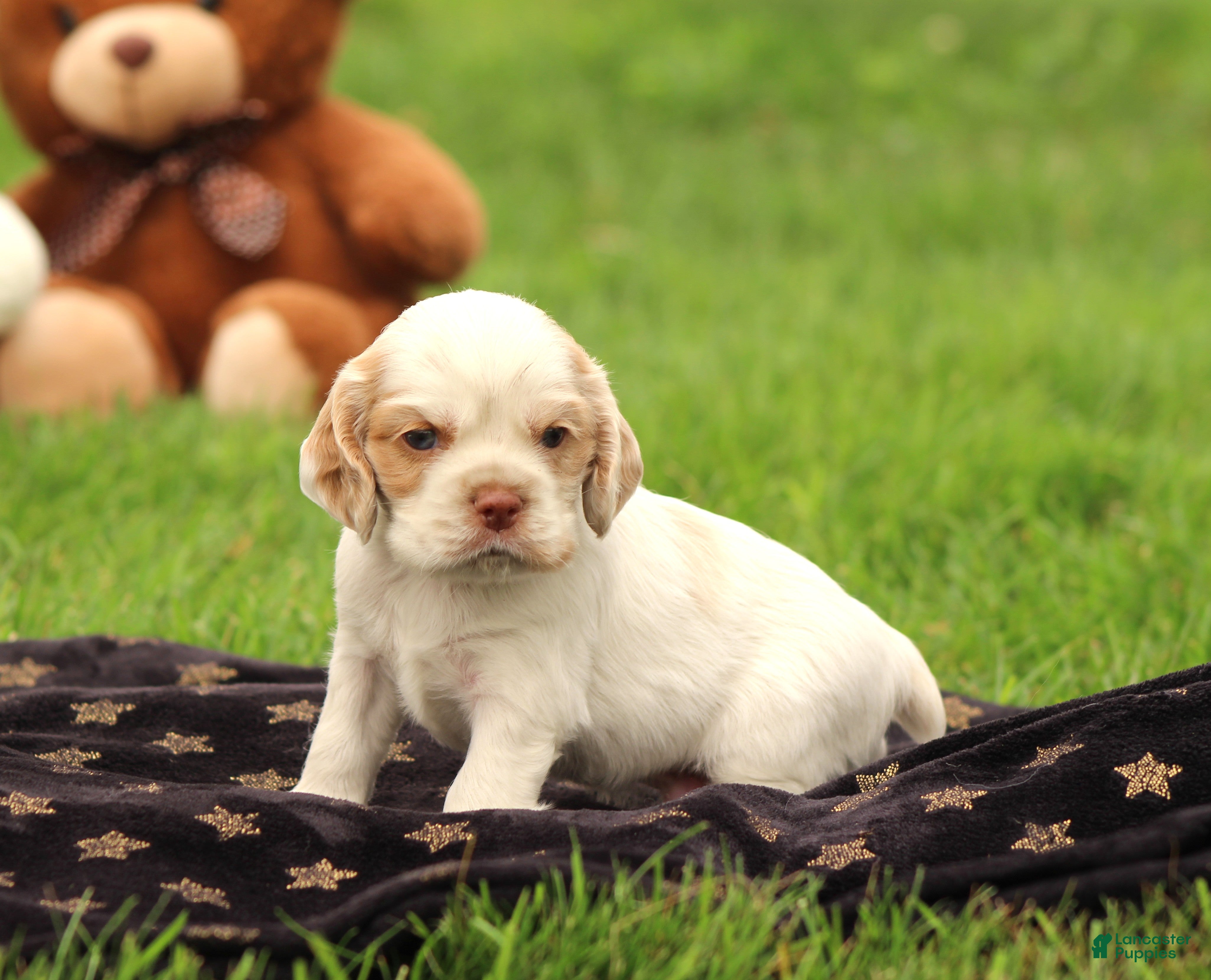 Cocker Spaniel dogs Sequoia - Ad 2