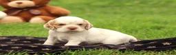 Cocker Spaniel dogs for sale: Sequoia - Ad 2