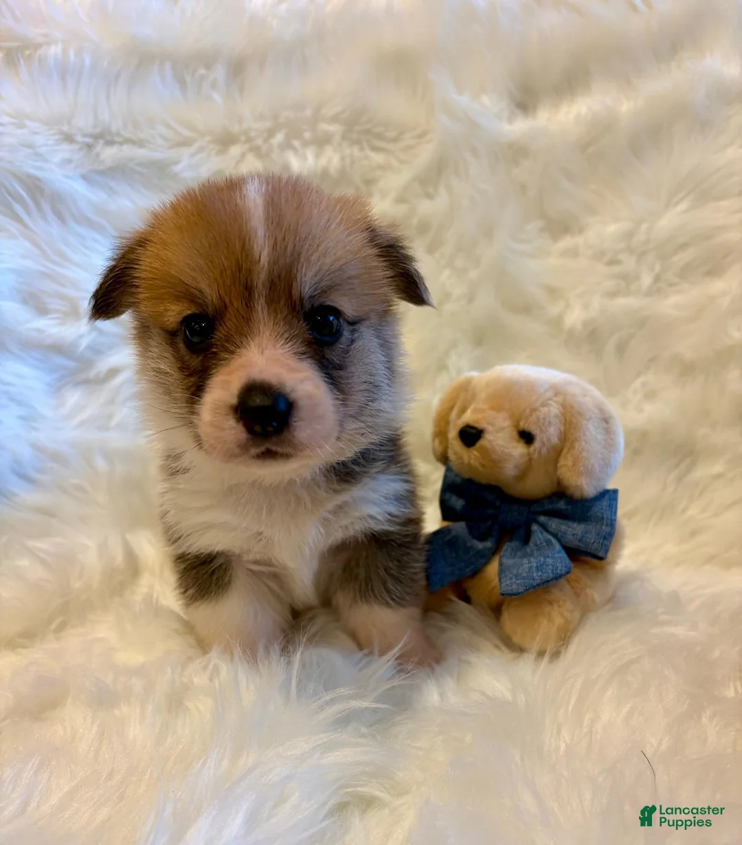 Welsh Corgi Pembroke dogs for sale: Dino (Red Collar) - Ad 1