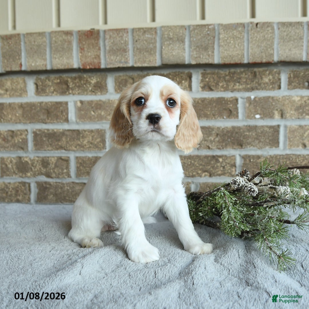 Cocker Spaniel dogs for sale: Sophie - Ad 1