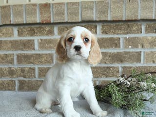 Cocker Spaniel dogs Sophie - Ad 28