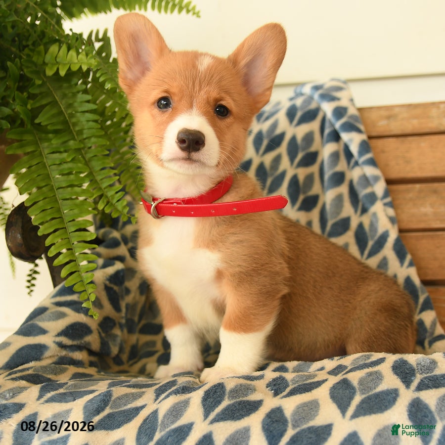 Welsh Corgi Pembroke dogs Nia - Ad 1