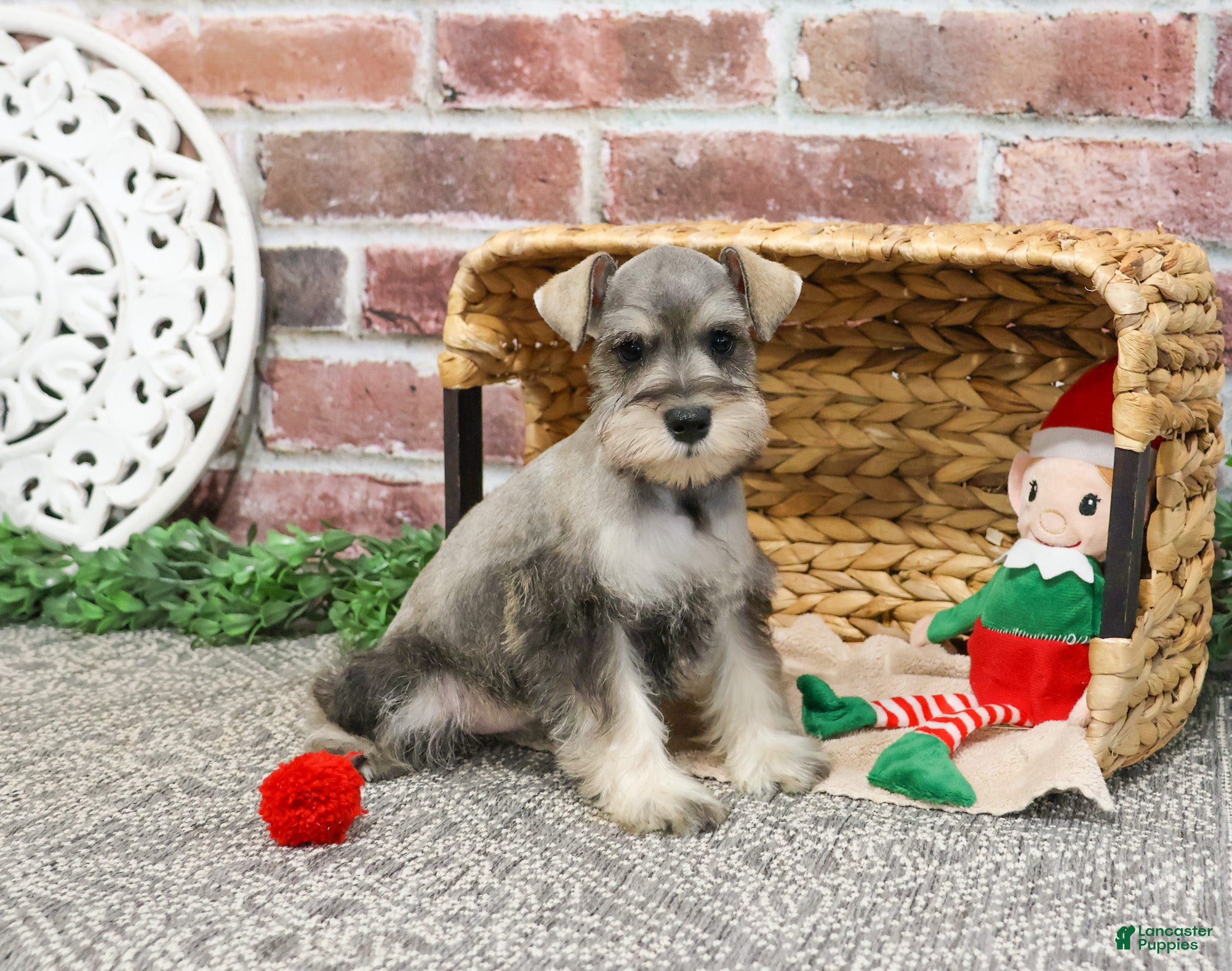 Miniature Schnauzer dogs Audrey - Ad 42