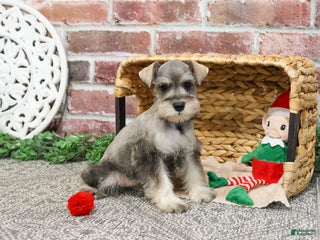 Miniature Schnauzer dogs Audrey - Ad 41