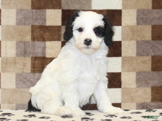 Mini Bernedoodle dogs AJ - Ad 40