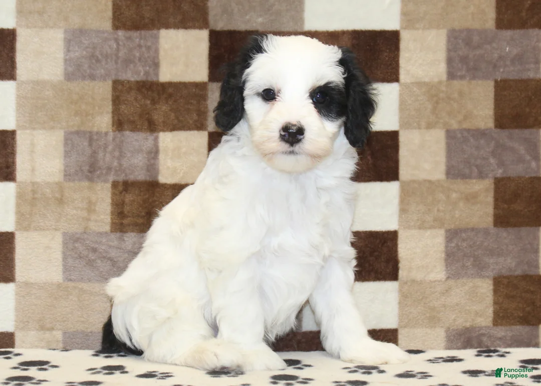 Mini Bernedoodle dogs for sale: AJ - Ad 18