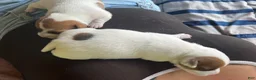 Jack Russell Terrier dogs for sale: Jack Russell Terrier 1 - Ad 3