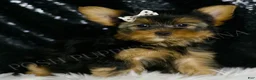 Morkie dogs for sale: Leo - Ad 3