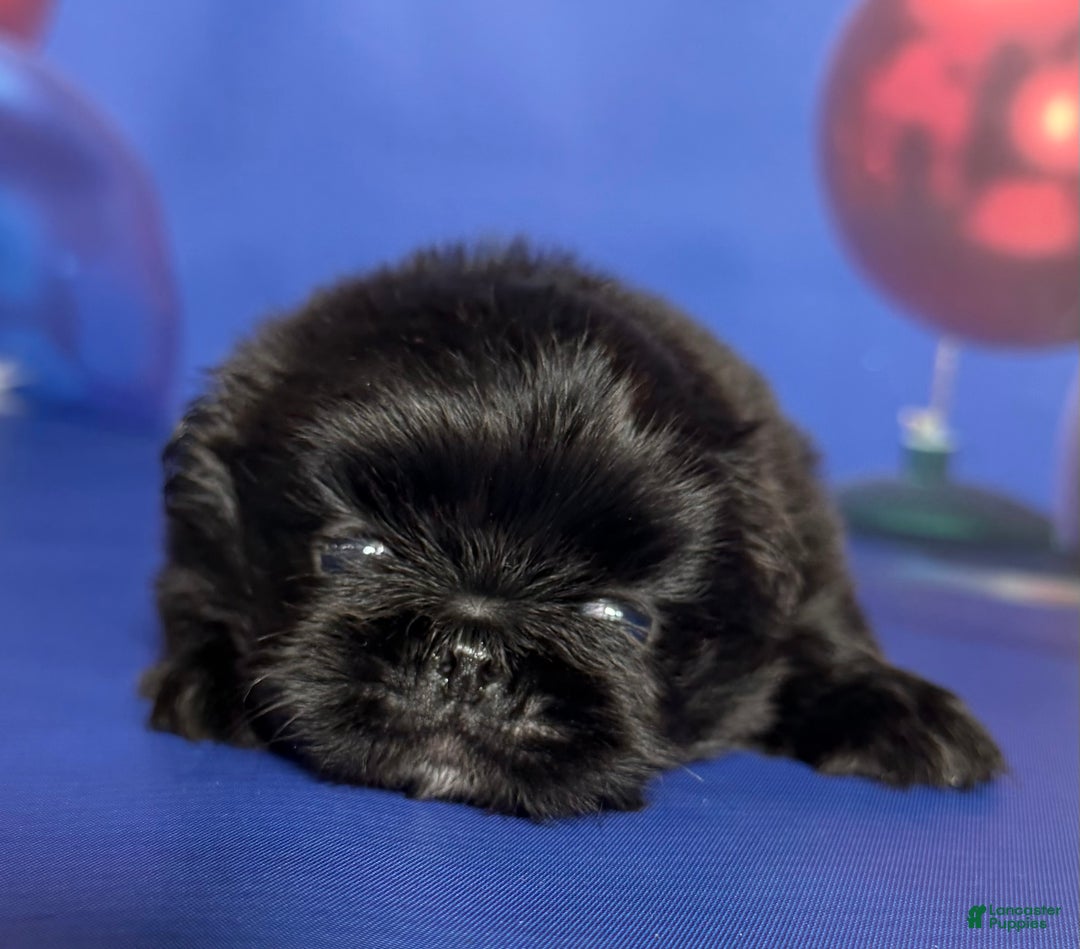 Pekingese dogs for sale: AKC DNA OFA Pablo - Ad 4