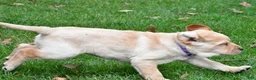 Labrador Retriever dogs for sale: Beth - Ad 7